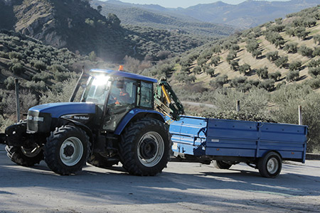Tractor llevando aceituna