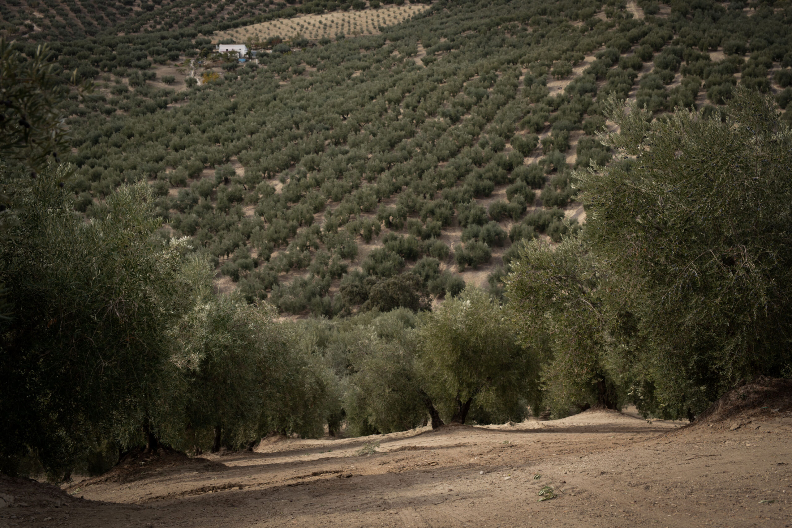 Olivares Montefrío Olivares Montefrío